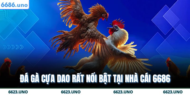 Đá gà cựa dao rất nổi bật tại nhà cái 6686