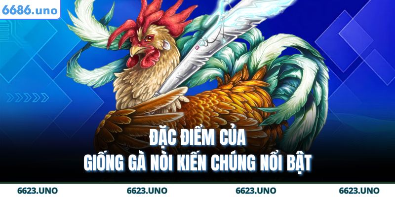 Đặc điểm của giống gà nòi kiến chúng nổi bật