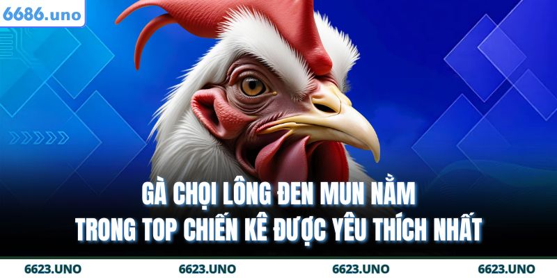 Gà chọi lông đen mun nằm trong top chiến kê được yêu thích nhất