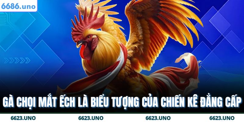 Gà chọi mắt ếch là biểu tượng của chiến kê đẳng cấp