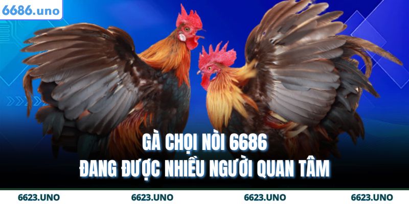 Gà chọi nòi 6686 đang được nhiều người quan tâm