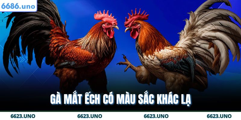 Gà mắt ếch có màu sắc khác lạ