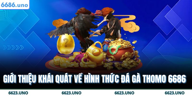 Giới thiệu khái quát về hình thức đá gà Thomo 6686 