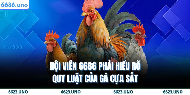 Hội viên 6686 phải hiểu rõ quy luật của gà cựa sắt