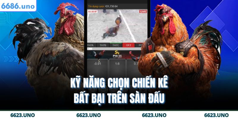 Kỹ năng chọn chiến kê bất bại trên sàn đấu