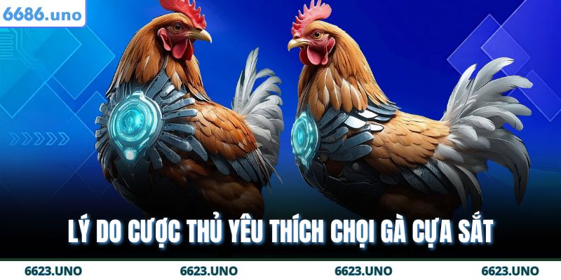 Lý do cược thủ yêu thích chọi gà cựa sắt